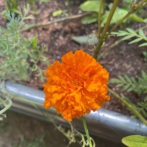 Vibrant Orange Marigold Flower 20 seeds